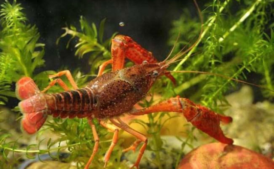 水草在龙虾养殖中的作用有哪些？