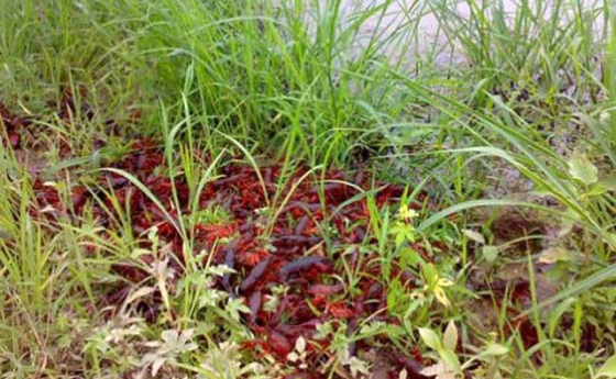 稻田养殖小龙虾如何做好水位调节？