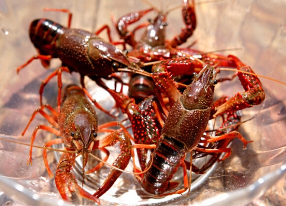 小龙虾健康养殖的底质改良方法是什么？