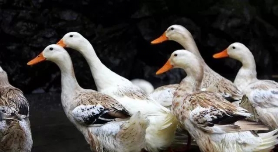 如何判断鸭饲料厂家产品质量