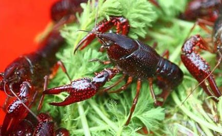 湖北虾饲料厂家